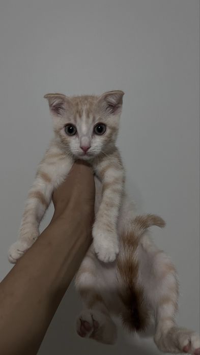 шотландсакие вислоухи
