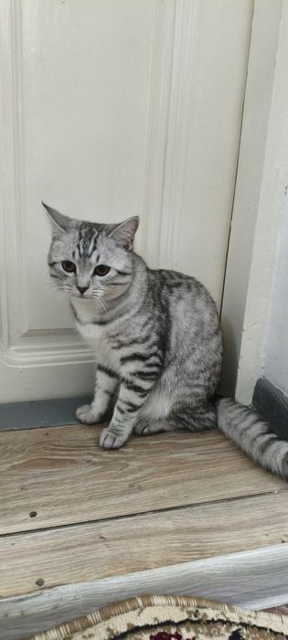 Продам кота британца