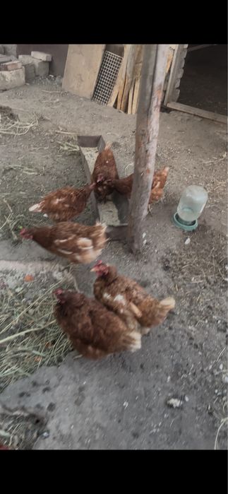 курицы ламан браун пароды продам