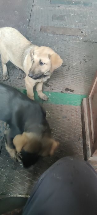 Щенки ищут семью