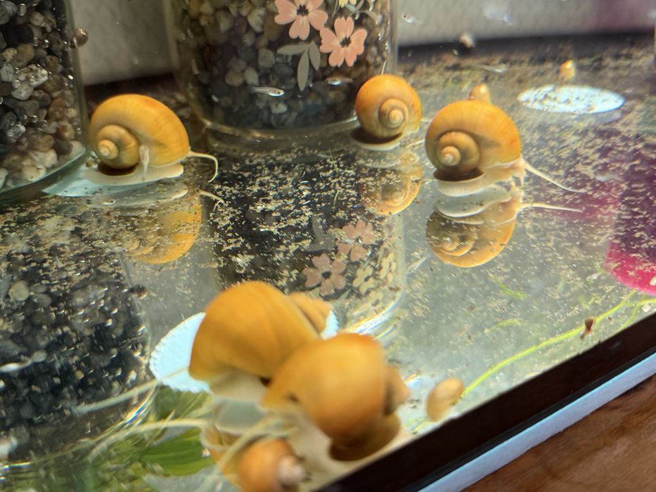 Златна ампулария