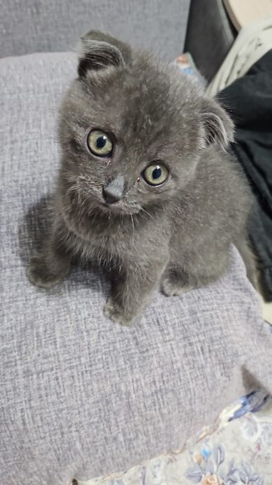 Продам котенка мальчик