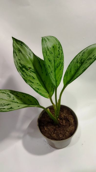 Продам сортовые Аглаонемы