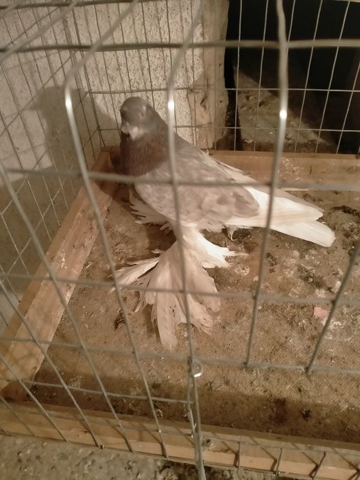 Молодой сиреневый самец