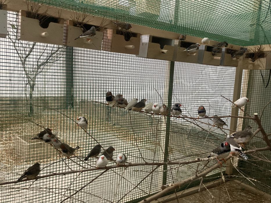 Амадинка сотиладим