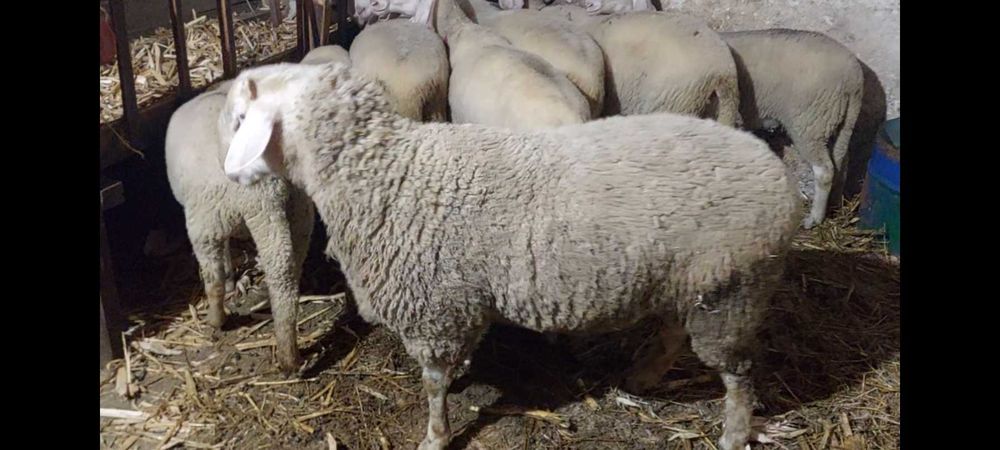 Коч.  Разплодник