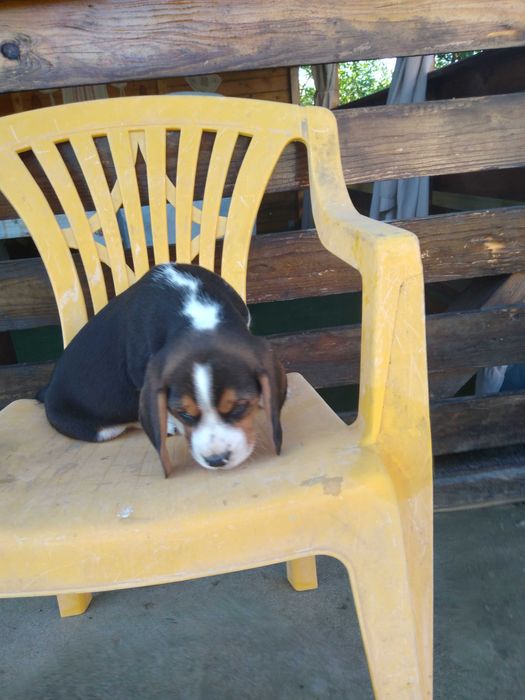 Beagle pui 2 luni