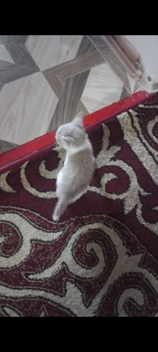 Хороший кот красивый