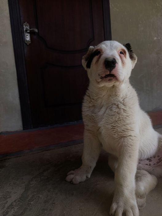 alabay 100%toza parodasi vaksina qilingan solgʻlom 2oylik   erkak akti