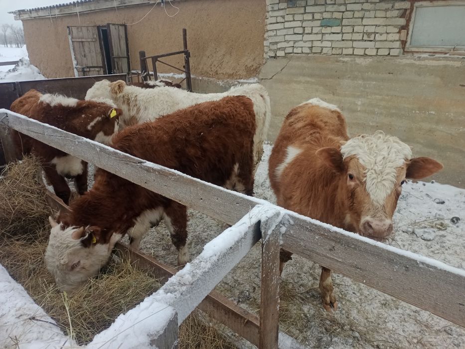 Бычки годдовалые 6 голов