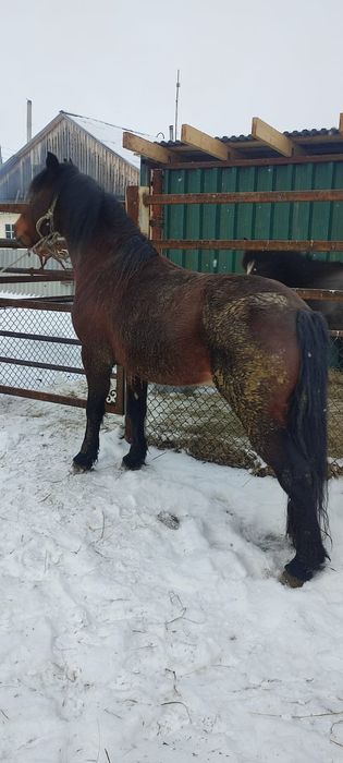 Продам Жеребца қазақии