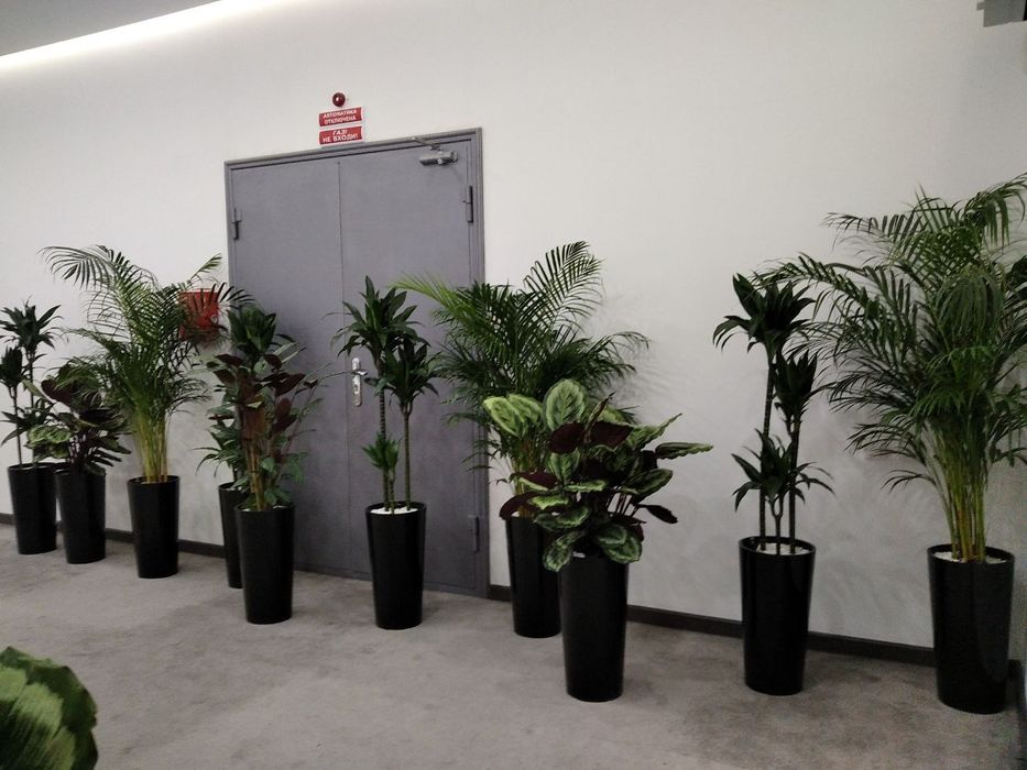 Офисные растения офис учун гуллар