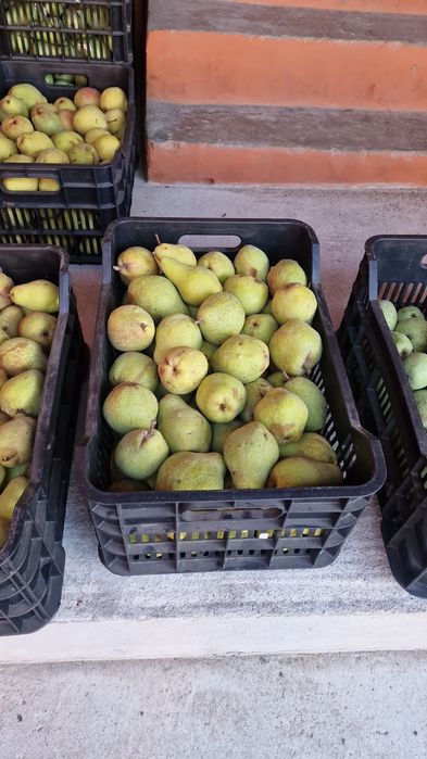 Vând prune coapte si dulci soiul Anașpet pentru țuică si palincă...