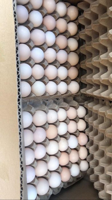 Очень вкусные домашние яйца