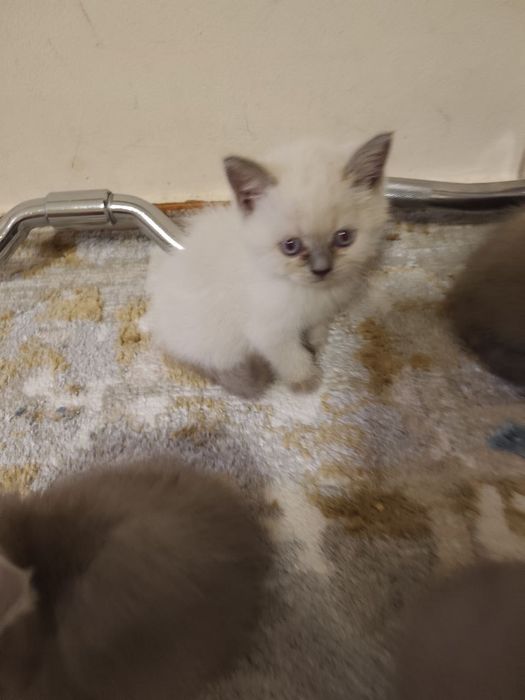 Продаются котята чистокровные шотландцы