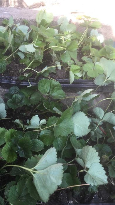 Разсад ягоди в табла