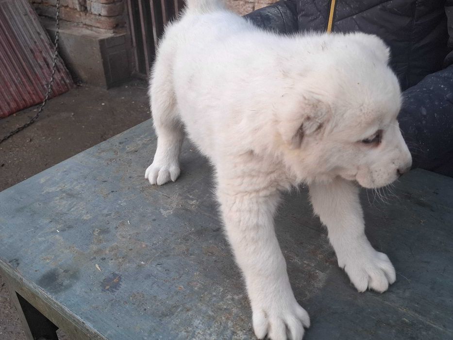 Алабайчета от елитни родители