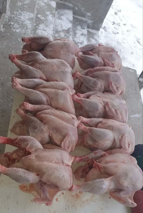 Индейка 3200тг 1кг Күркетауық еті, Үндік,  Индюк