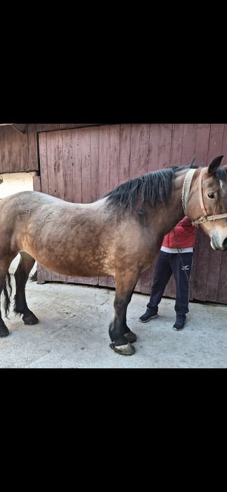 Cal (iapă) de 7 ani