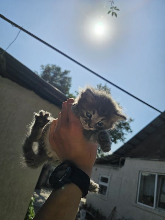 4 котят пол пока не всех знаю