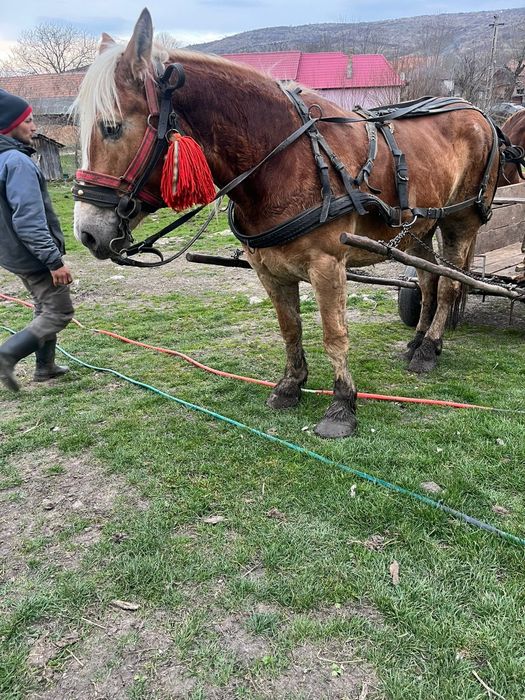 Vând iapa Contois 5 ani, cu acte în regula