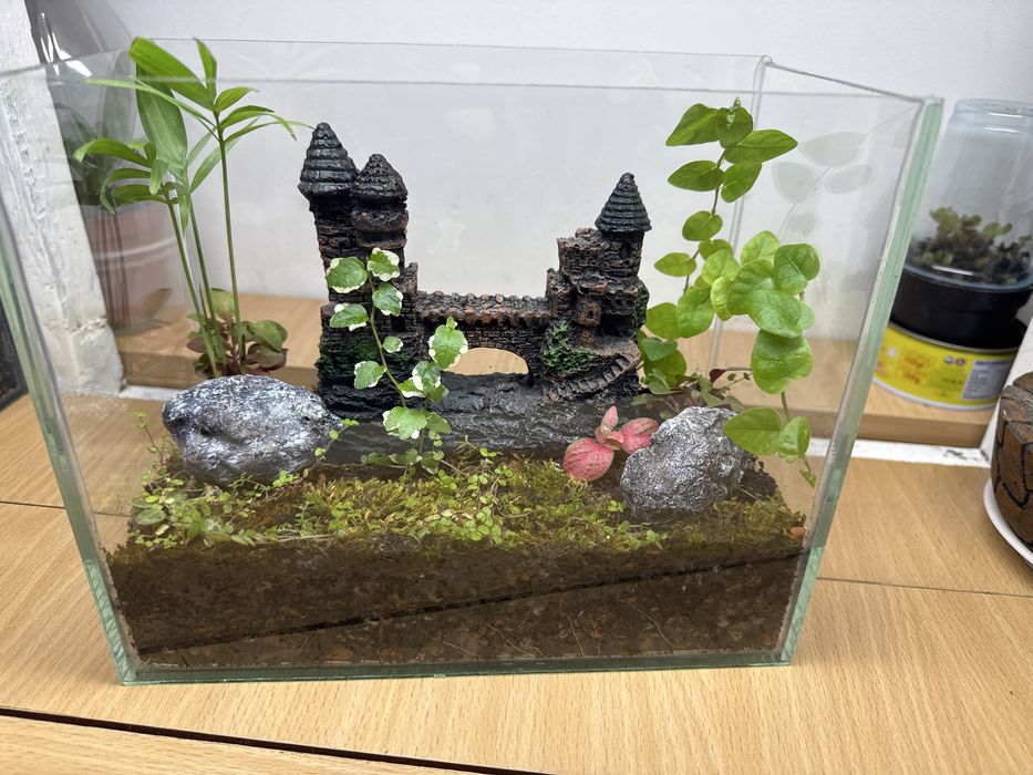 Продам флорариум со мхом !