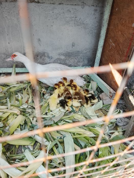 Продам индоуток срочна