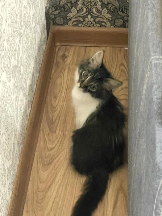 Котёнок.  Зоомир