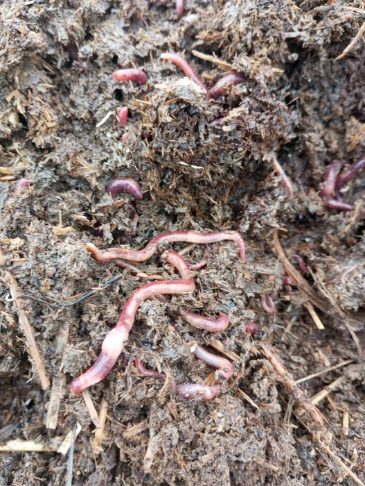 Калифорния чувалчанг