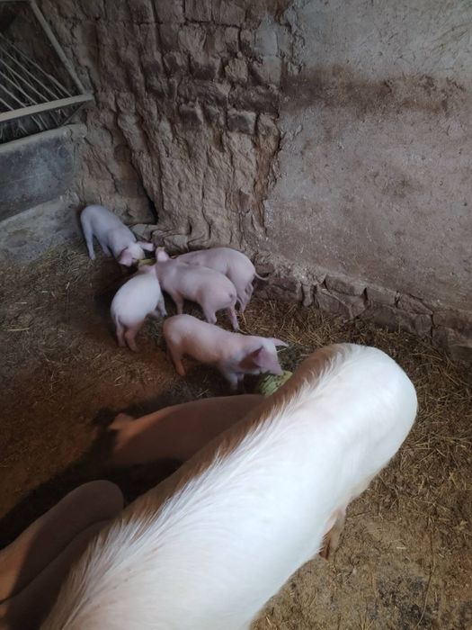 Продавам малки прасета!