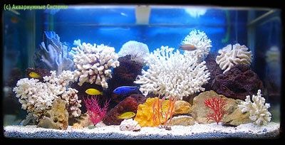 Ремонт и обслуживание аквариумов изготовления аквариум профессионалами