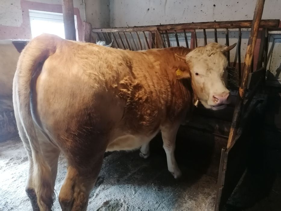 De vânzare juninca gestanta