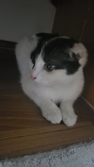 Кошка отдам в хорошие руки