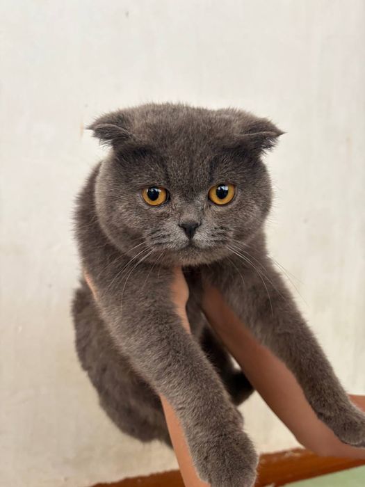 Британский кот   «Макс»