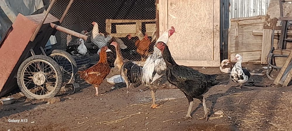 Продам хороших курей