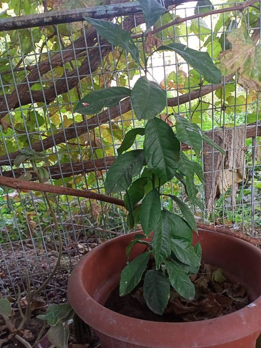 Гүлдер, Салаттар. Компот. Варенье.