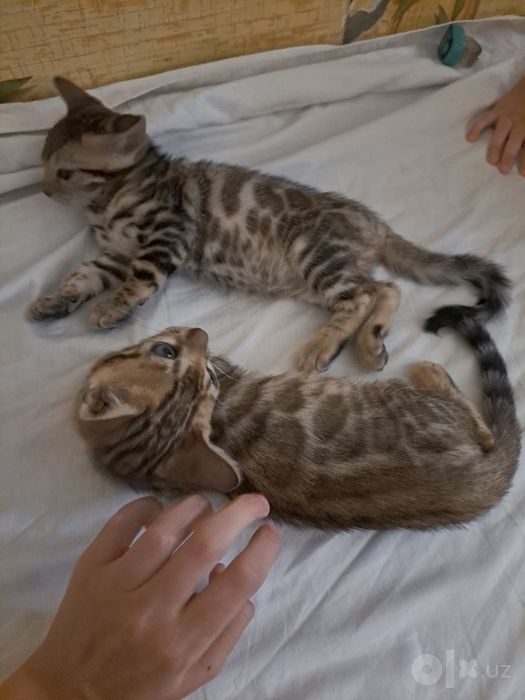 Bengal Mushuklari