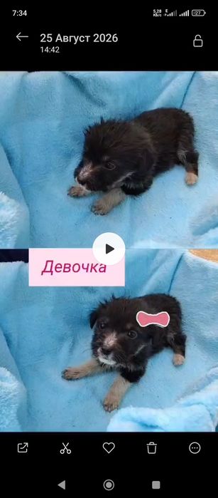 Добрые щенки в хорошие руки