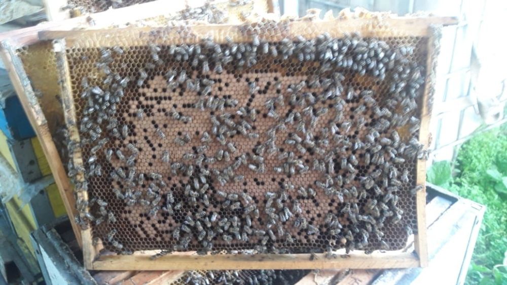 Продам пчел! Отводки, семьи!