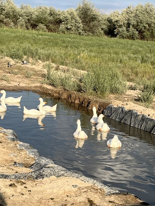 Продам гусят 60 шт в наличии