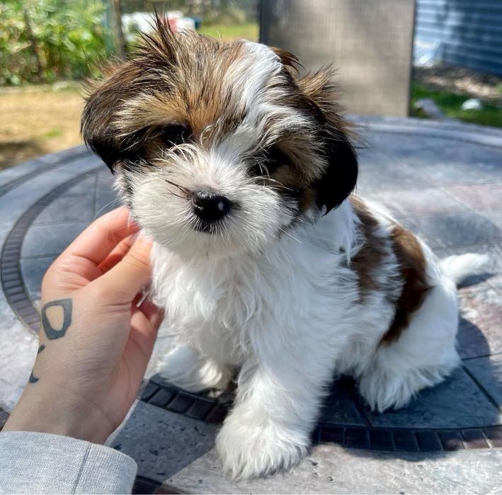 Bichon havanez 650 lei