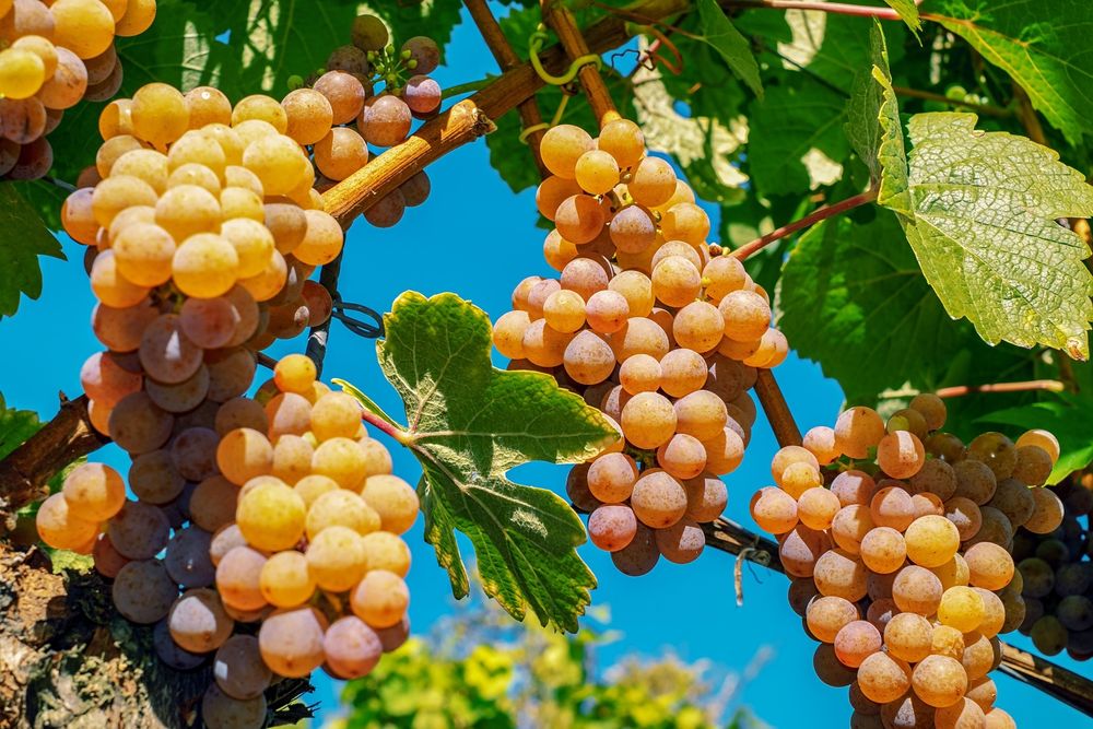 Struguri de vin producție 2026