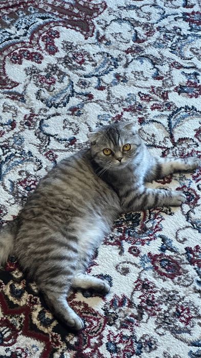 Шотландская вислоухая кошка Scottish Fold qizbola 1-yoshda