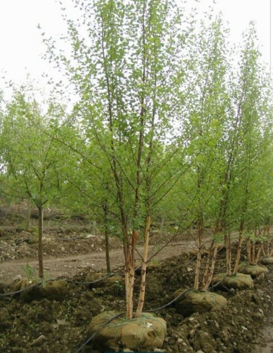 Palmieri rezista la frig % garantat/ thuja smaralgd enupar tarator