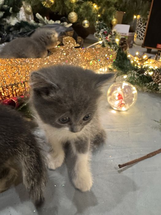 Мушукчала сотилади. Тозза зотли фолд , страйт