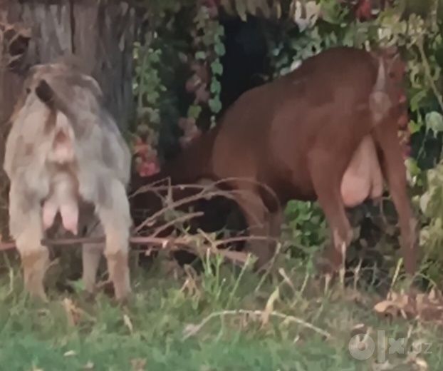 Sutli Mursiyana Echki sotiladi