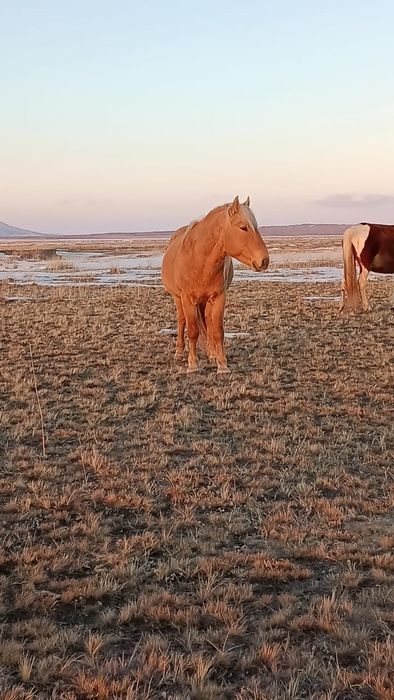 Айгыр 9 жасар