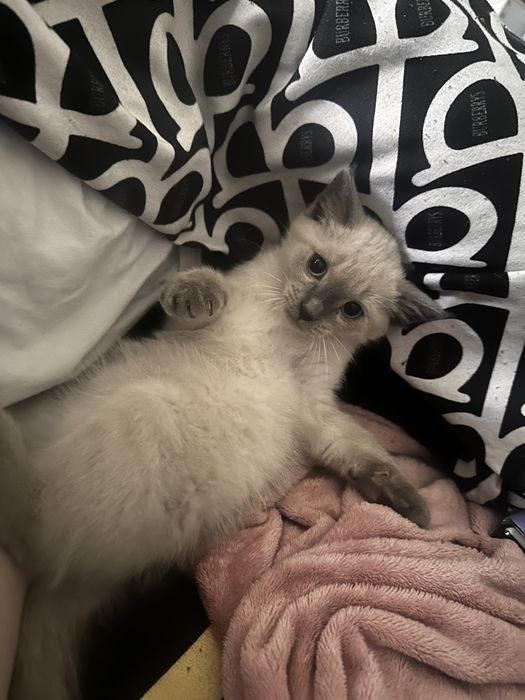 отдам котенка в добрые руки