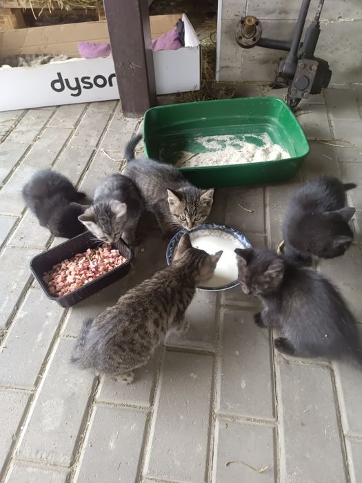Отдадим котят в хорошие руки