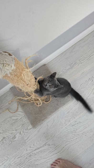 Baietel british shorthair blue